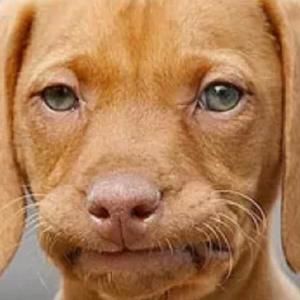 Meet your Posher, Griffin